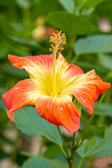 Hibiscus flower grows on a bush at Hawaii resot residence.