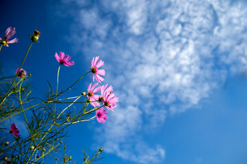 Pink flower and sky for background