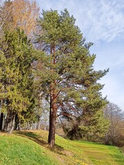 autumn in the park