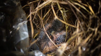 A bird nest is the spot in which a bird lays and incubates its eggs and raises its young.