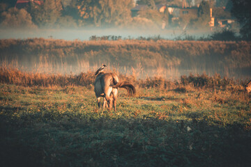 wild horse with crow on his back in misty morning meadow