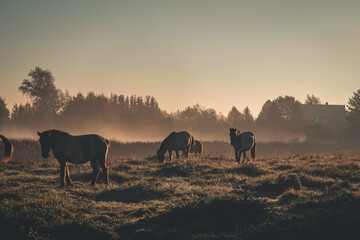 herd of horses on the Latvian meadows in misty golden October morning