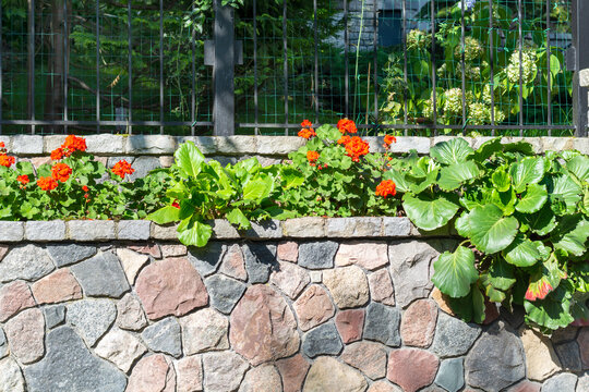 Fence made of natural stone on city street, painted with fresh flowers and plants. Landscaping concept