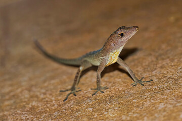 Anolis, Anole Lizard, Tropical Rainforest, Corcovado National Park, Osa Conservation Area, Osa Peninsula, Costa Rica, Central America, America