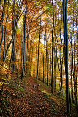 Fototapeta premium Herbstwald in Niederösterreich