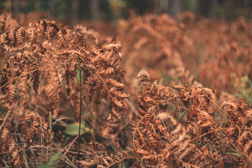 autumn eagle fern leaves in the forest