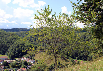 Baum in Alblandschaft