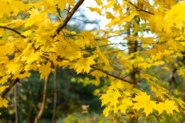 yellow maple leaves in autumn