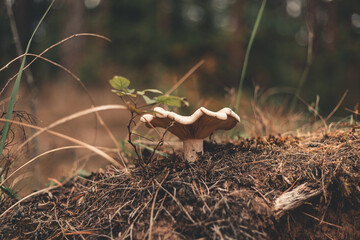 mushroom in the forest