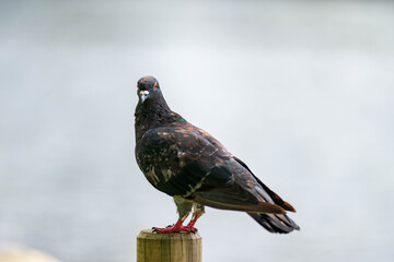 close up of a pigeon
