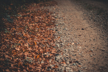 autumn leaves on the gravel road