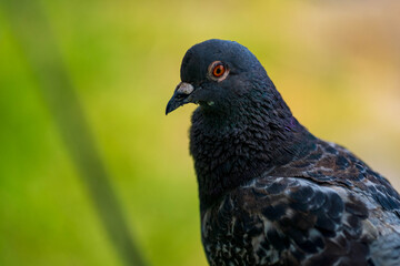 portrait of pigeon