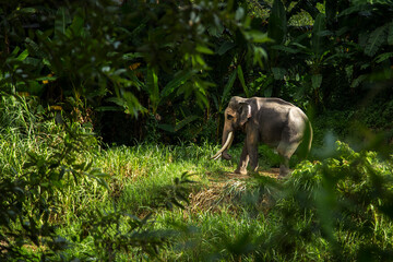 Elephant in forest at Chiangmai, Thailand.