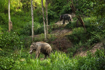 Elephant in forest at Chiangmai, Thailand.
