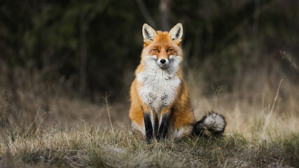 Calm red fox, vulpes vulpes, sitting on meadow in autumn nature. Tranquil mammal with orange fur looking to the camera on field in fall. Wild predator watching on grassland with copy space. - Powered by Adobe