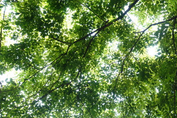 Obraz premium Natural tree shade: Under the green shade With beautiful light shining through. Dark green small tamarind leaf dense, spread branch bush tree shade background. Fresh green treetops in garden