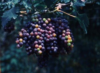 bunch of grapes,Bunch of grapes in the vineyards,Autumn grapevine in Vineyards, New vintage wine background concept,A bunch of grapes