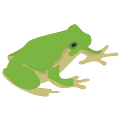 
Common water frog in front of a white background 

