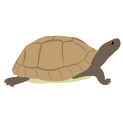 
Sea turtle flat icon vector on white background 
