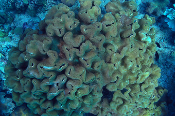 Naklejka na ściany i meble coral reef macro / texture, abstract marine ecosystem background on a coral reef