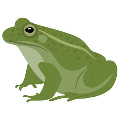 
Common water frog in front of a white background 

