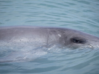 Fototapeta premium dolphin in the water