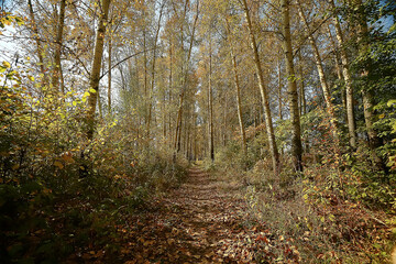 autumn forest north / landscape in the autumn forest, northern, nature view in the fall season