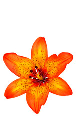 red lilly bloom