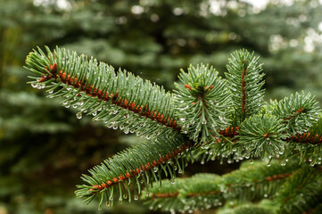 Picea pungens blue spruce branch with water drops closeup