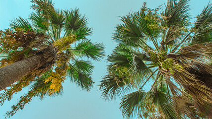 Green palm trees blue sky background