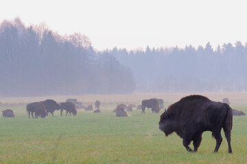 Fototapeta na wymiar European bison. Wild animal. Bison bonasus.