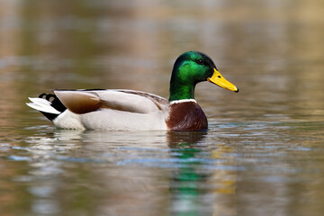 Colorful mallard, anas platyrhynchos, swimming on a lake in autumn nature. Waterfowl male floating on river in spring. Wild bird with green head bathing in water.