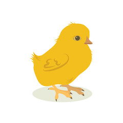 Vector illustration of easter cute chicken