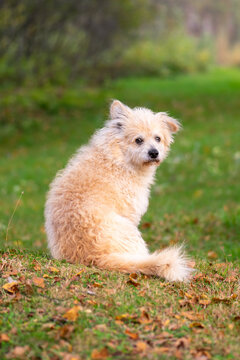 Cute Fluffy Beige Dog Sitting On The Meadow With One Raised Ear And Watching To The Camera