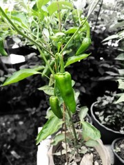 green chili in the back yard 