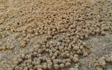 sand balls on the beach 