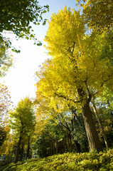 Naklejka premium 銀杏