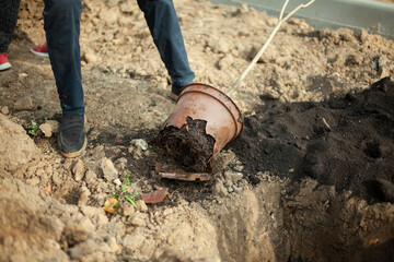 Removing a seedling from a pot. Planting a tree in the ground. A man prepares a plant for planting in the ground. 