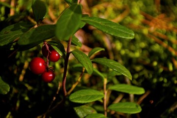 red cherries on a tree