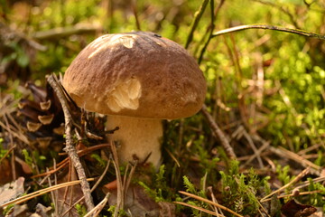 boletus edulis mushroom