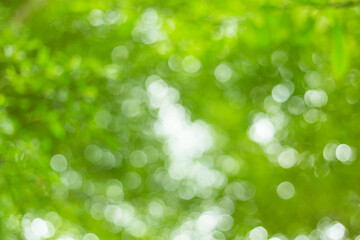 Fototapeta premium Green bokeh out of focus background from nature light. green bokeh background,green bokeh,green bokeh abstract.