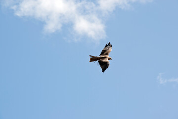 the black kite is soaring through the sky