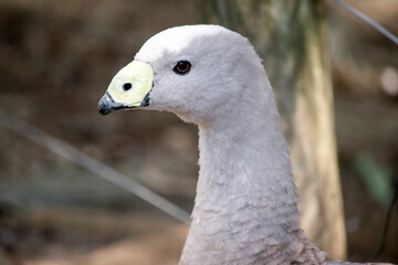 the cape barren goose is grey feathers with black dots and a yellow beak.