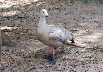the cape barren goose has grey feathers with black dots and a yellow beak.