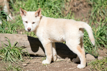 this is a white dingo puppy