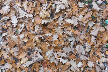 brown, autumn oak leaves lie on the ground in a dense pattern. View from above. Background. The concept is autumn decor.