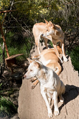 the three dingo are resting on a log