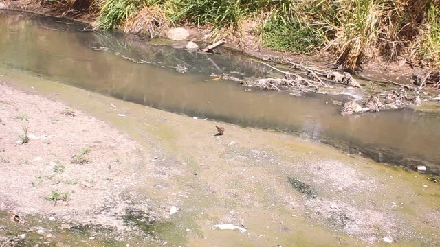 Small river died from the abundance of bilge water but the birds still find food (- weed seeds) on the Bank. Nature and man, Southeast Asia

