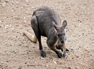 Fototapeta premium the euro or wallaroo is a very muscular animal