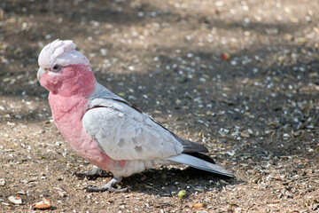 the galah is a pink and white bird